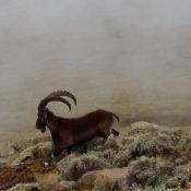 Ethiopia adventure tours Simien Mountains trekking dramatic landscapes and wildlife