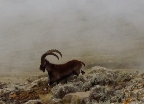 Ethiopia Adventure Tours | Simien Mountains & Danakil Experience