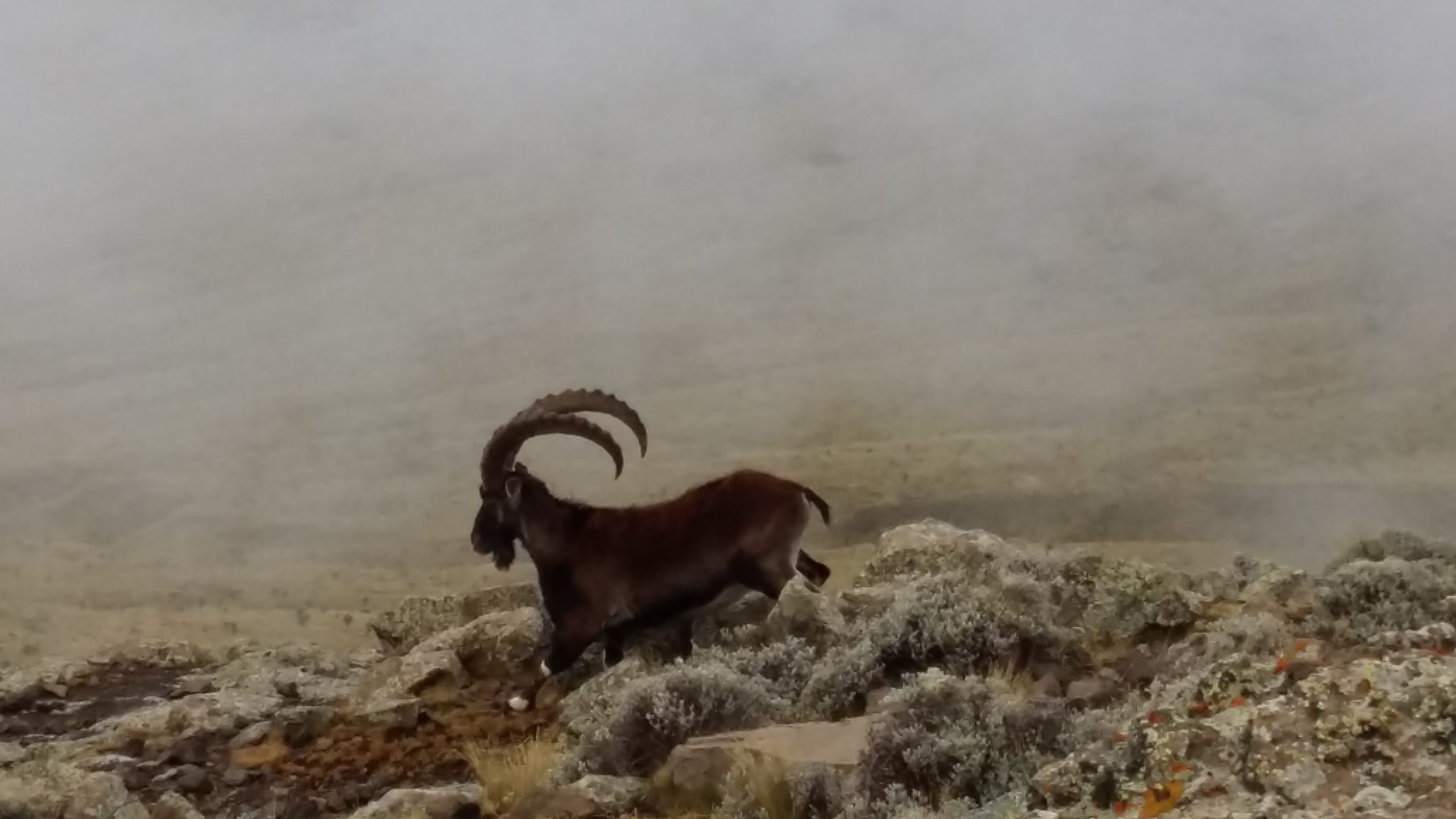 Ethiopia adventure tours Simien Mountains trekking dramatic landscapes and wildlife