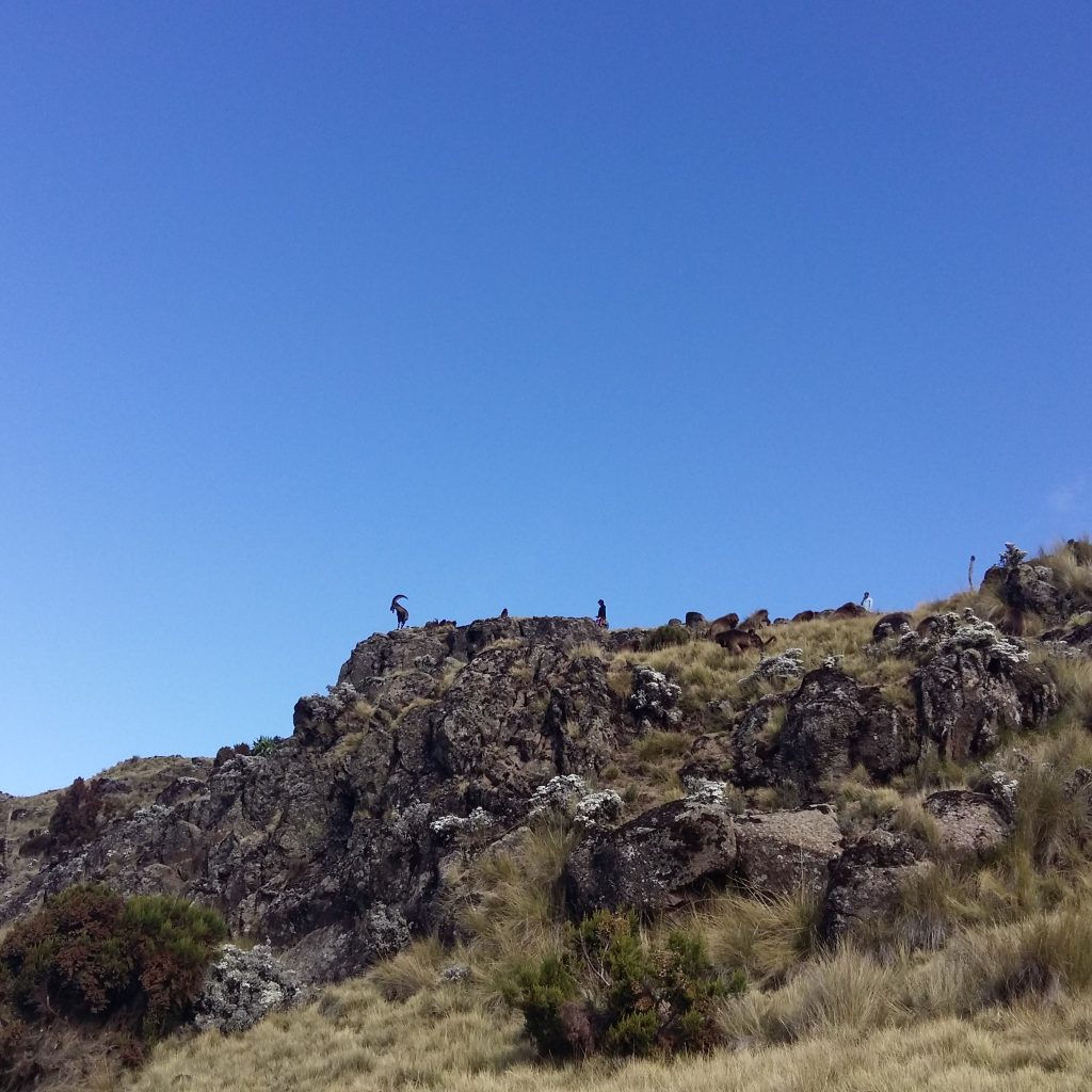 Wonchi Crater Lake Day Trip scenic view of volcanic lake in Ethiopia Wonchi Crater Lake Day Trip hiking trail through green highlands Wonchi Crater Lake Day Trip boat ride on crater lake island Wonchi Crater Lake Day Trip panoramic view from crater rim