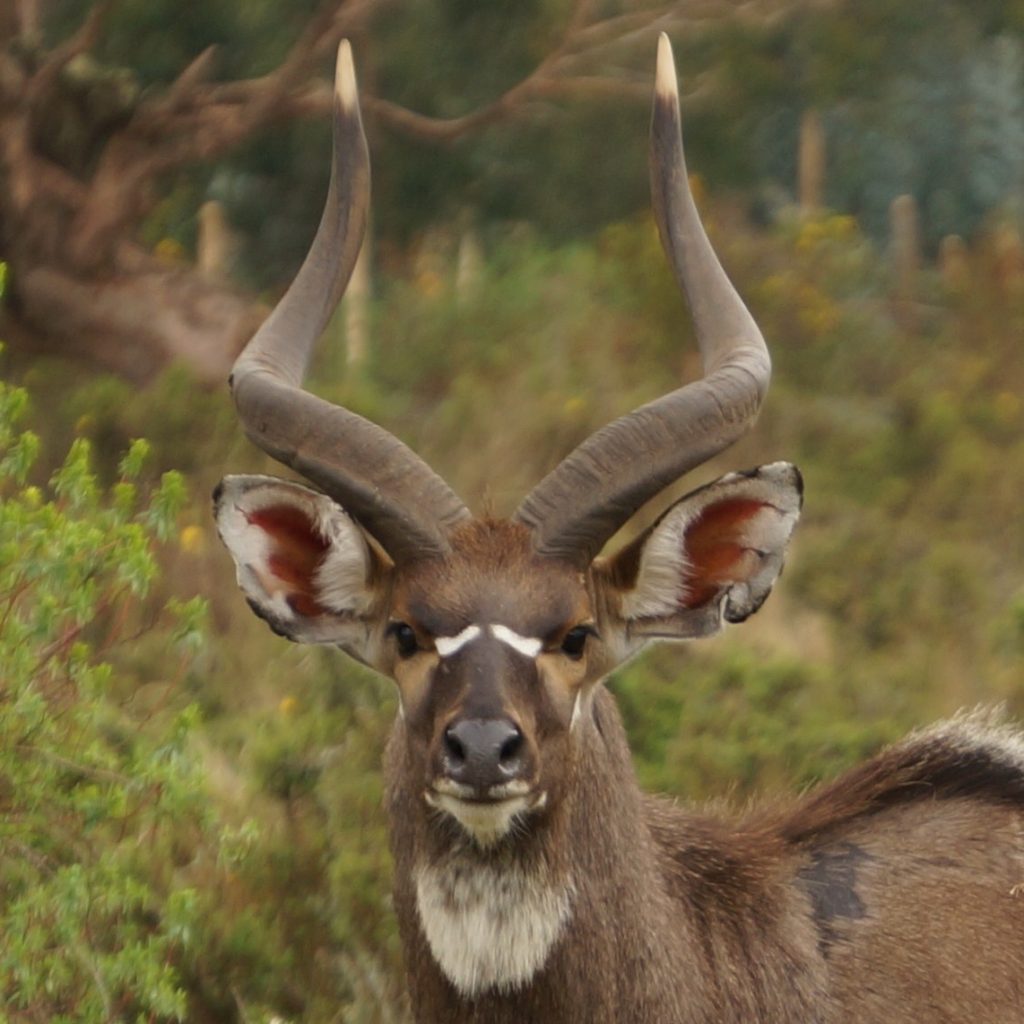 7 Day Bale Mountains Tour Ethiopia Ethiopian Wolf on 7 Day Bale Mountains Tour Sanetti Plateau 7 Day Bale Mountains Tour Harenna Forest Bale Mountains Tour Bale Mountains National Park Ethio