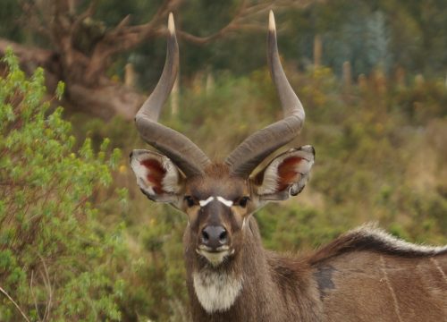 Bale Mountains Tour Ethiopia | 7-Day Wildlife & Trekking Adventure