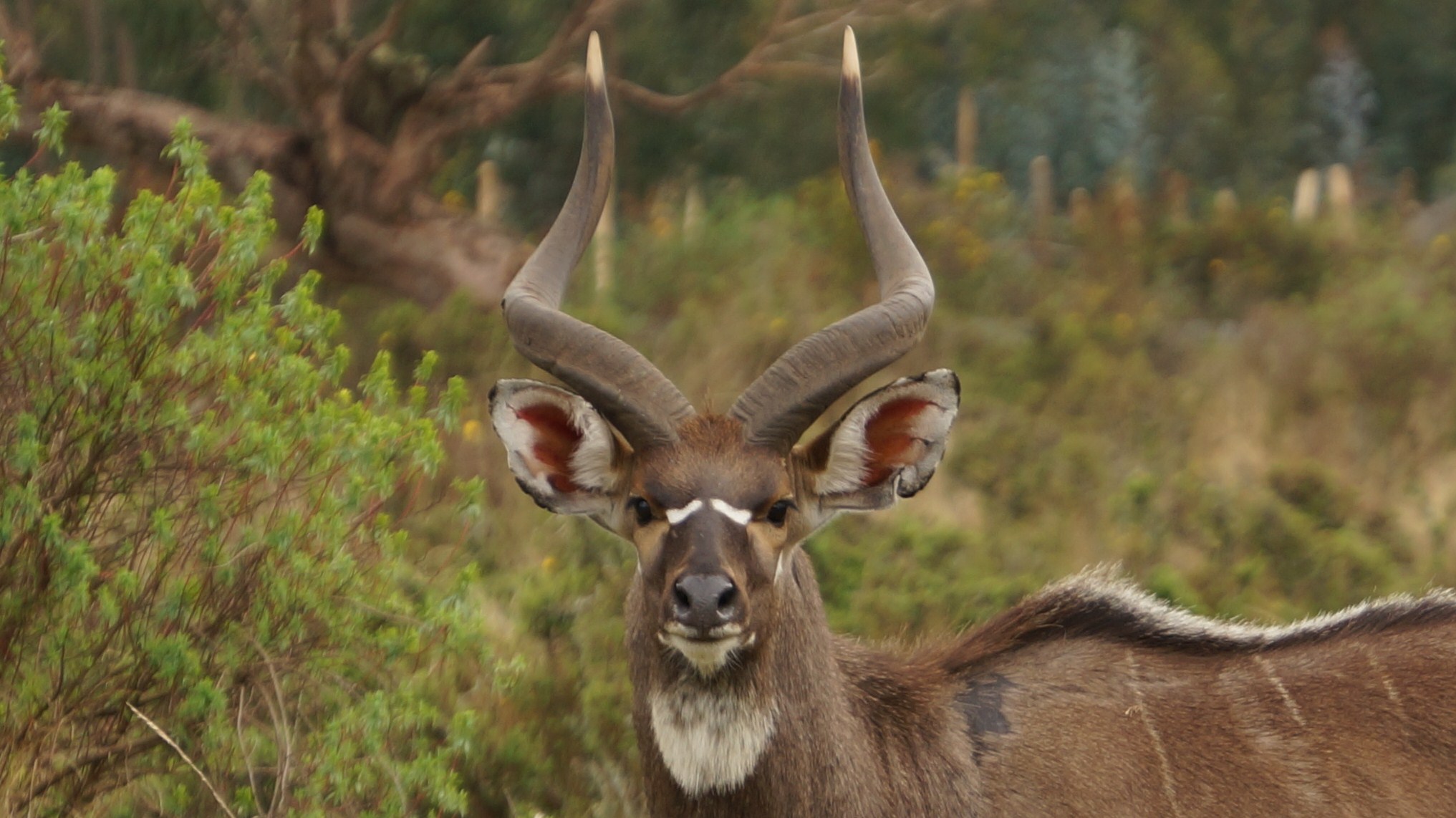 7 Day Bale Mountains Tour Ethiopia Ethiopian Wolf on 7 Day Bale Mountains Tour Sanetti Plateau 7 Day Bale Mountains Tour Harenna Forest Bale Mountains Tour Bale Mountains National Park Ethio
