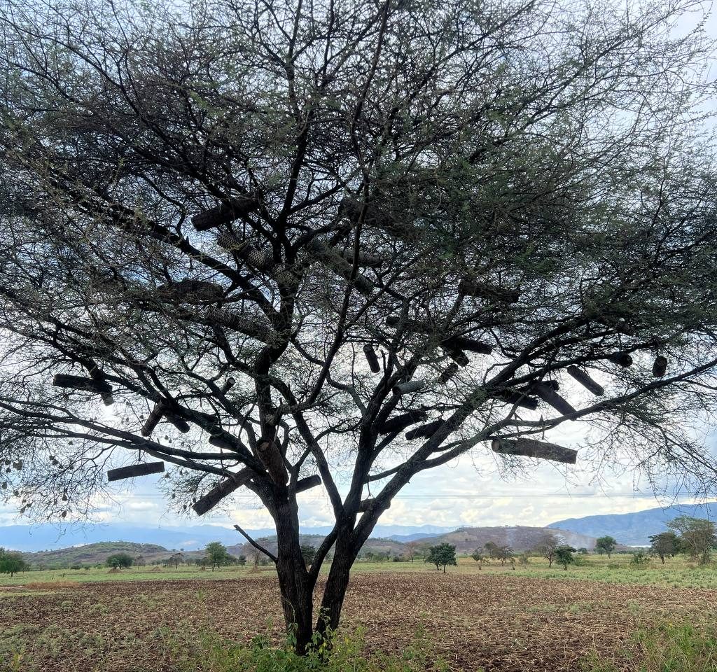 4-Day Lakes and Highlands Tour Ethiopia Ethiopian lakes and highlands landscape Scenic Ethiopia highlands tour Nature tour in Ethiopia lakes region Ethiopian countryside and lakes tour