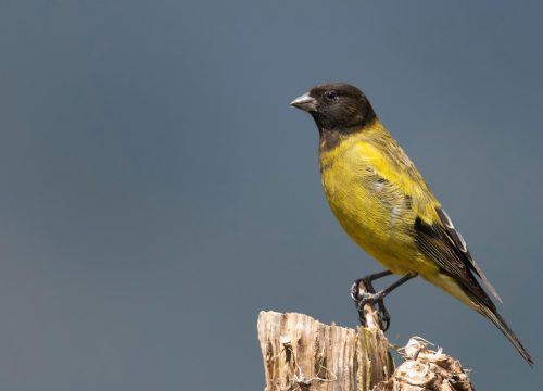 10 Day Birding Ethiopia Tours | Bird Watching Safari